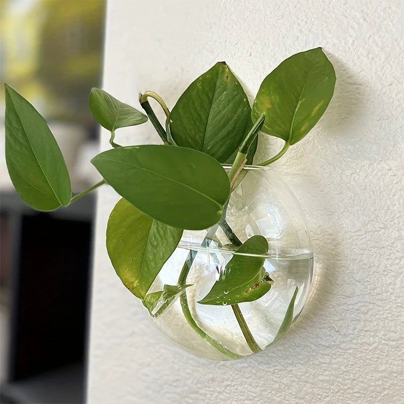 Semi - Circular Glass Wall Hanging Vase - Eco - friendly | Cozyield