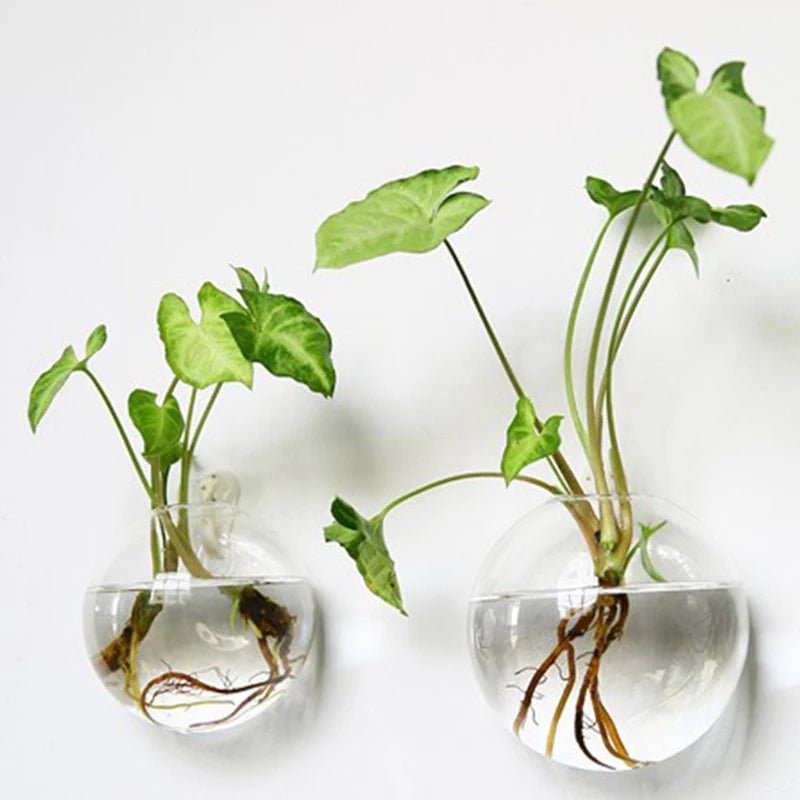 Semi - Circular Glass Wall Hanging Vase - Eco - friendly | Cozyield