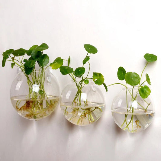 Semi - Circular Glass Wall Hanging Vase - Eco - friendly | Cozyield